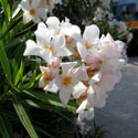 white oleander blossoms