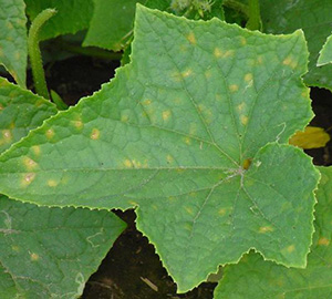A green leaf with yellow splotches from mildew