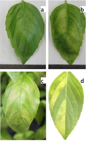 one basil leaf is green and healthy and then four photos of a similar basil leaf progressively getting yellow from downy mildew