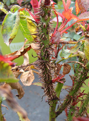 Unusually large amount of thorns is another symptom of RRV