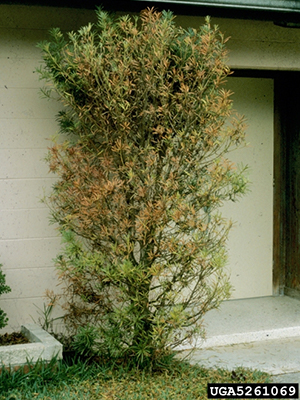 Tall shrub with yellowing leaves in the middle