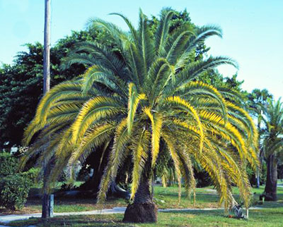 A magnesium and potassium deficient palm with yellowing fronds