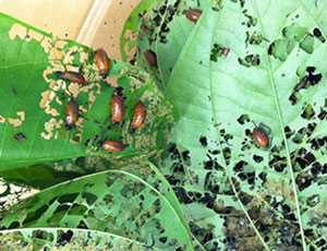 Air potato beetles on leaves
