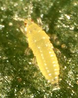A yellow translucent soft-bodied insect