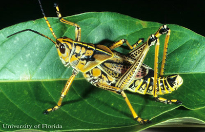Yellow and black adult grasshopper