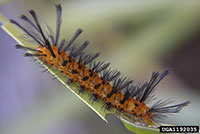 Oleander caterpillar