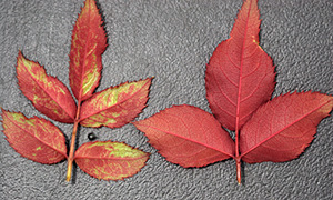 Rose leaves on left have yellow blotches, while leaves on right are consistently red