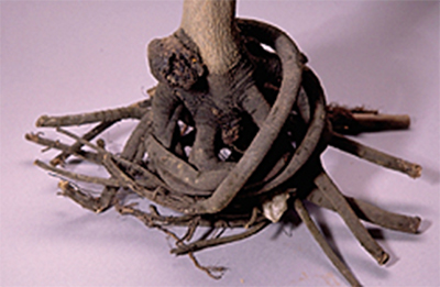 A small tree's roots all twisted around the base of the plant and not spread out as they should be