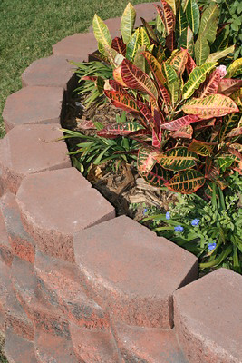 A raised ornamental bed made with decorative bricks and filled with colorful coleus.