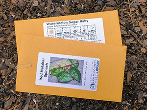 Two small manila envelopes with labels indicating that one contains red Malabar spinach seeds the other sugar baby watermelon seeds.