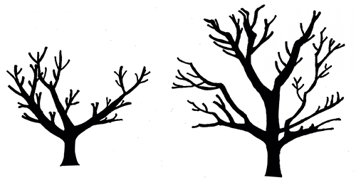 Illustration of two leafless trees to show the pruning structures