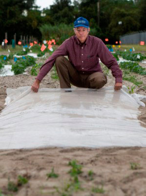 Man spreading a clear plastic sheet over a garden bed