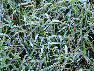 Turfgrass covered in frost
