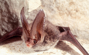 A light brown furry bat with humorously large ears laying on its stomach on a cream cloth