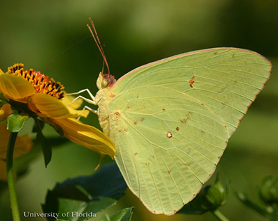 Male cloudless sulphur butterfly