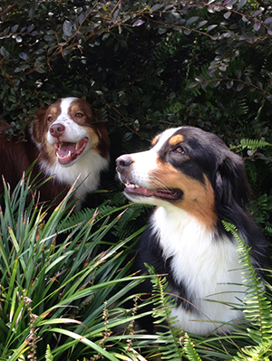 Two Australian shepherds hanging out in the shrubs