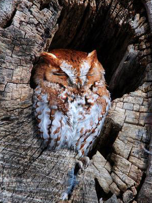 Brown and white owl with its eyes closed, sitting in a hole in a tree