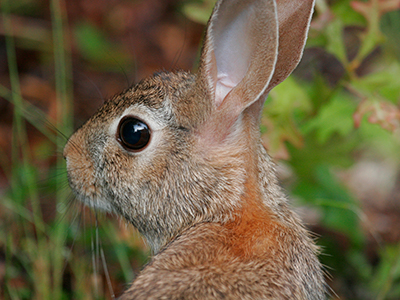 Photo Eastern cottontail rabbit by Thomas Wright, UF