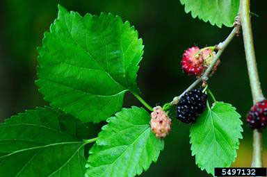 native red mulberry foliage and berries