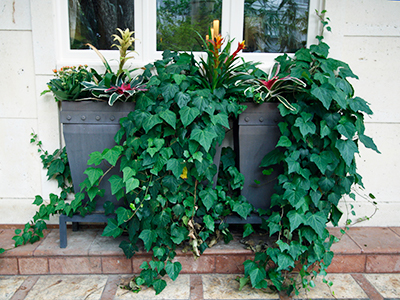 A planter filled with cascading ivy and a few colorful tropical plants, below a three paned window