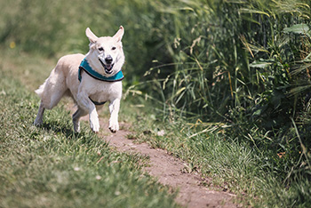 White dog with blue bandana around its neck, running down a grassy path