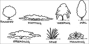 Line drawing of different plant forms