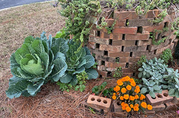 The bottom of a brick spiral garden is planted with colorful flowers and large collard plants. 