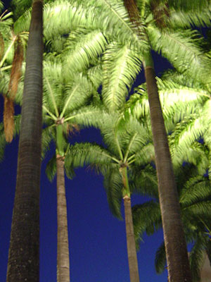Palms uplit