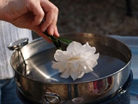 Hand starting to dip white camellia blossom into a pot of melted wax