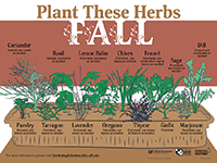 A graphic showing herbs to plant in fall for Florida