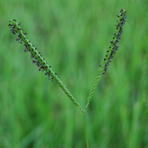 A close view of the Y-shaped seed head of bahiagrass