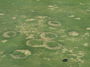 Turfgrass with circles of dead grass