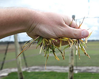 A hand holding a fistful of diseased grass