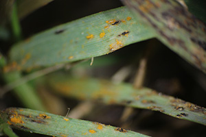 super close view of grass blades with tiny patches of rust and black spotting