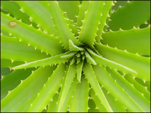 Dyckia encholirioides