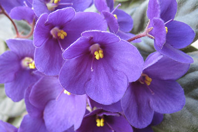 Close up photo of African violets