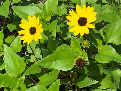 Two yellow flowers surrounded bright green leaves in the sun