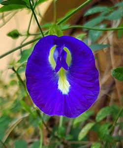Flower of butterfly pea looks much like other pea blossoms, but is deep blue with yellow markings in the center