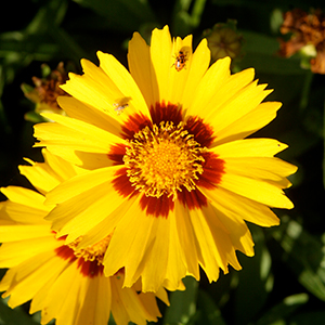 Coreopsis flower photo by Thomas Wright, UF/IFAS