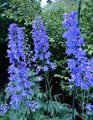 Vividly blue delphinium