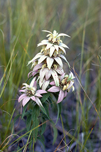 Close view of the white flowerlike bracts of horsemint