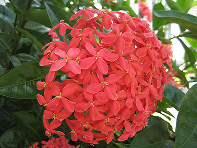 Red-orange flowers of ixora