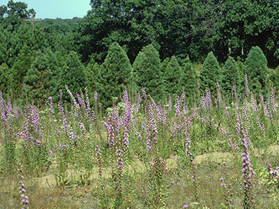 An open field with many purple liatris spikes growing with a backdrop of small evergreen trees
