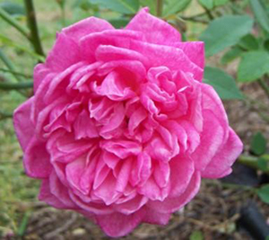 Pink rose with many petals, more than a typical rose