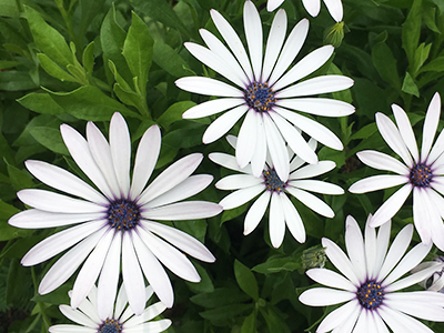 White daisy-like flowers with purple centers