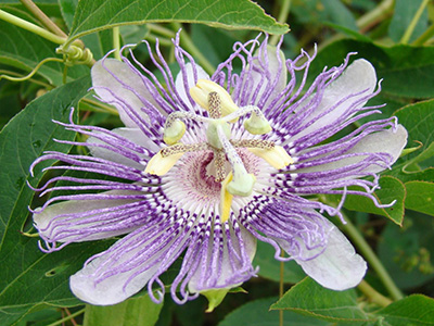 Purple flower with traditional petals and a fringe