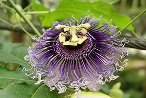 Unusual purple flower of passionflower with fringe like petals