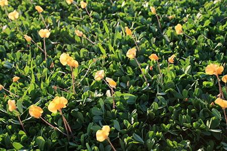 Perennial peanut in flower