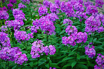 A bed of phlox with small purple flowers in round clusters atop a single stem
