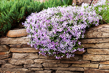 Creeping phlox plants covered in small pale lavender flowers growing on and over a garden wall